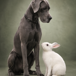 Wunschmotiv im HUNDE-WORLD Stil