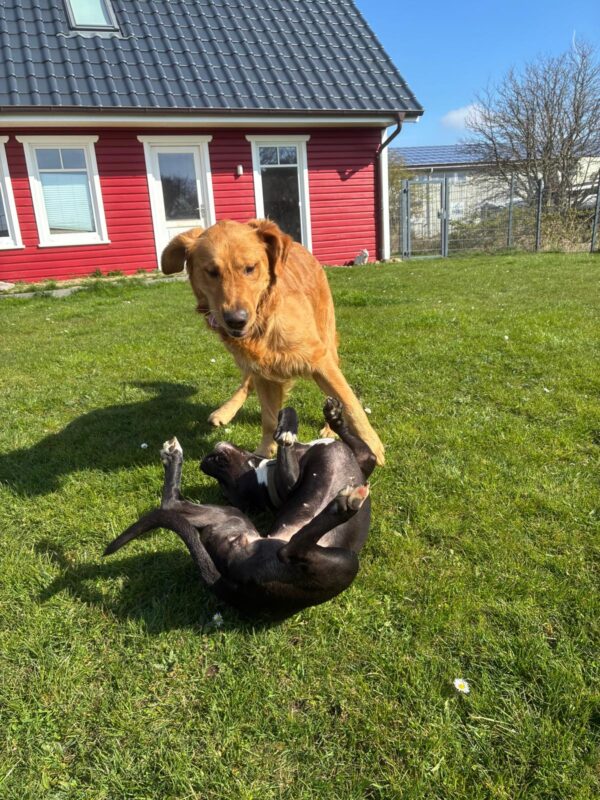 Hundepension Tierisch Menschlich