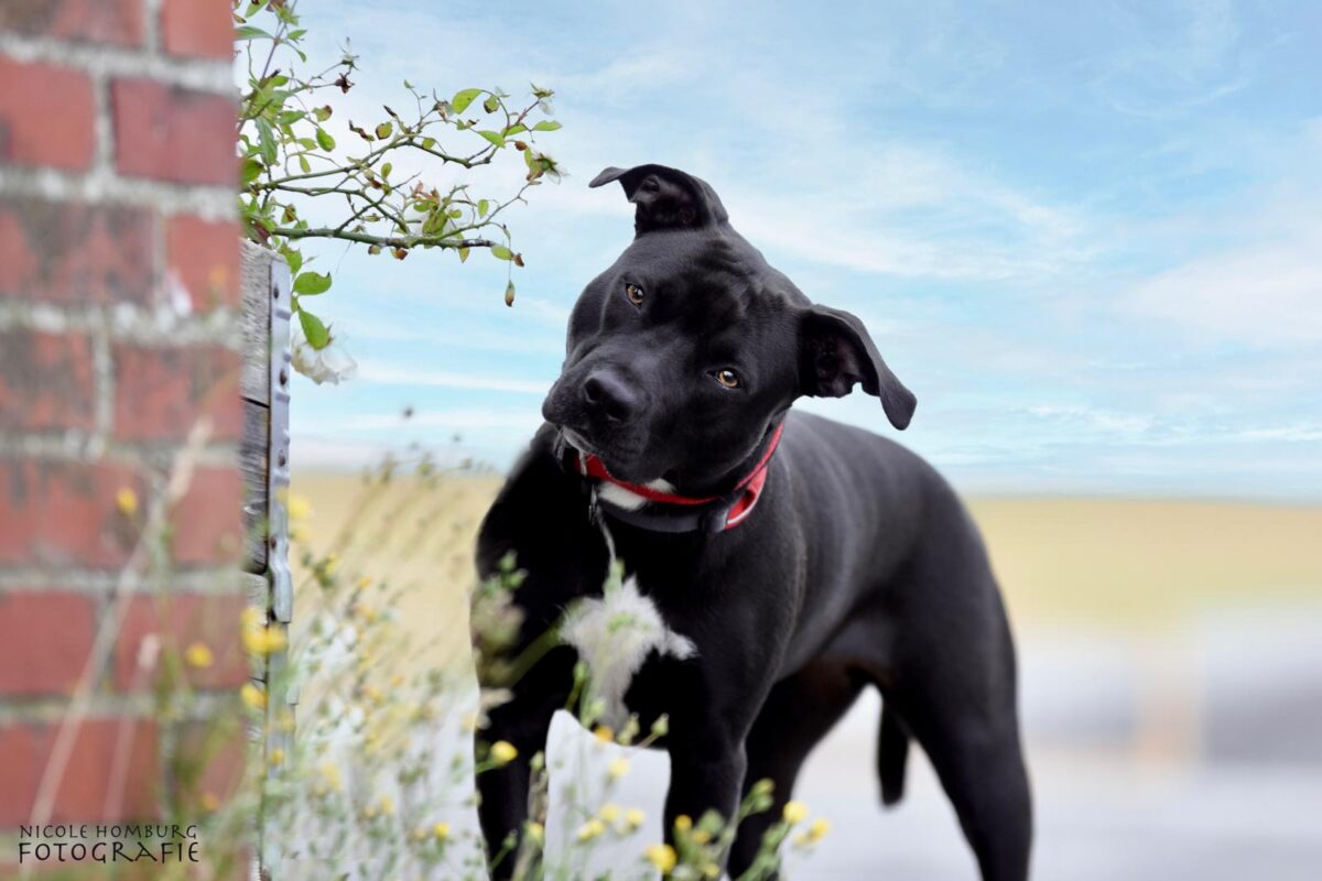Hundepension Tierisch Menschlich