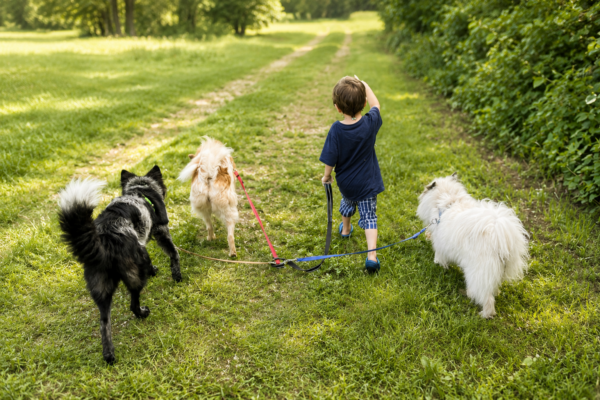 Hundeschule ProKyon – Individuelles Training für Hunde mit Geschichte