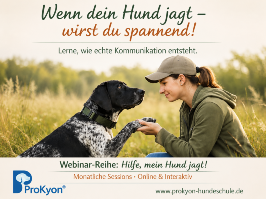 Hundeschule ProKyon – Individuelles Training für Hunde mit Geschichte