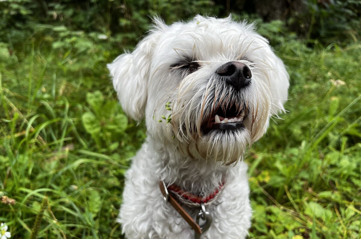 Hundesitting mit Herz - liebevolle Betreuung in vertrauter Umgebung
