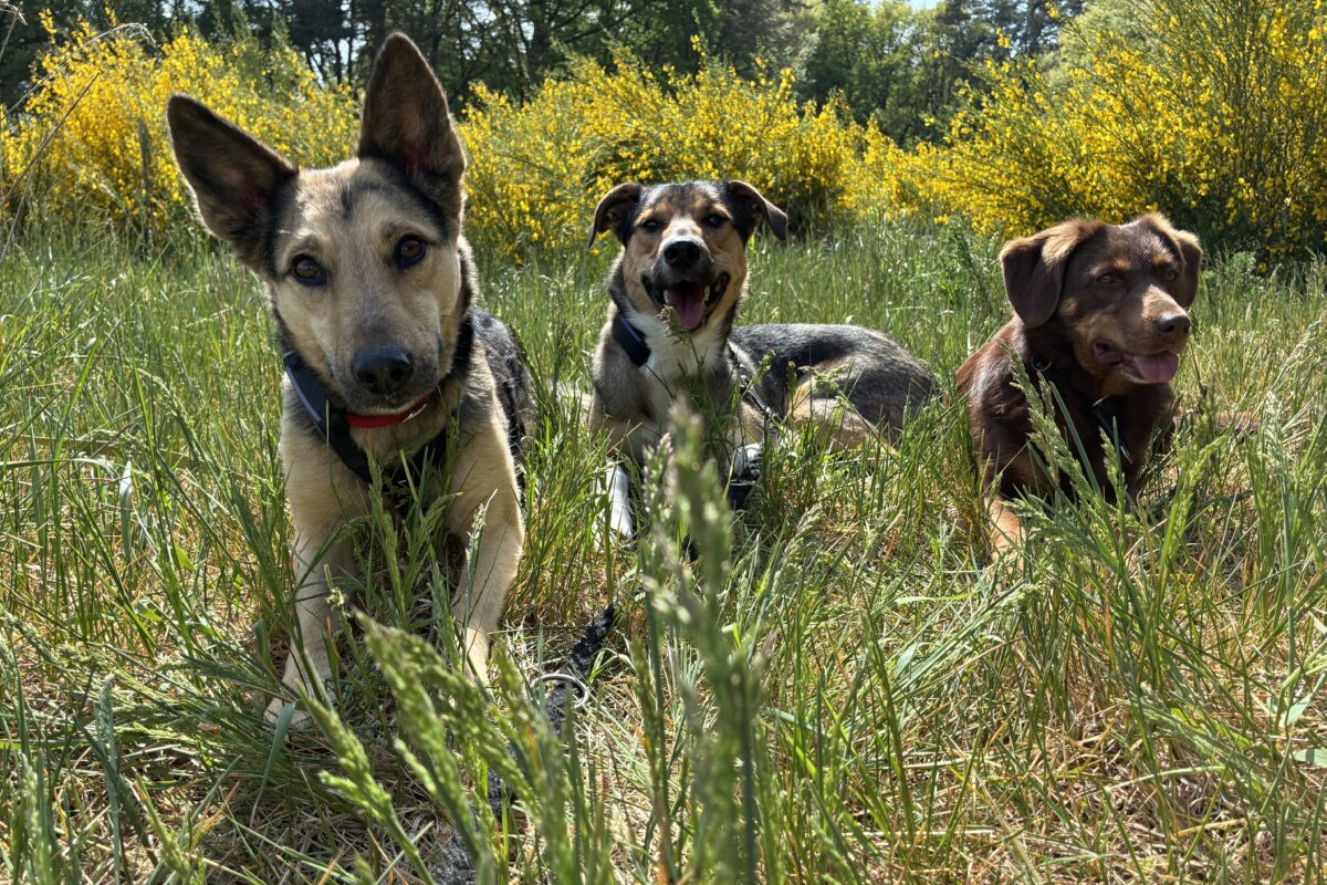 Hundesitting mit Herz - liebevolle Betreuung in vertrauter Umgebung