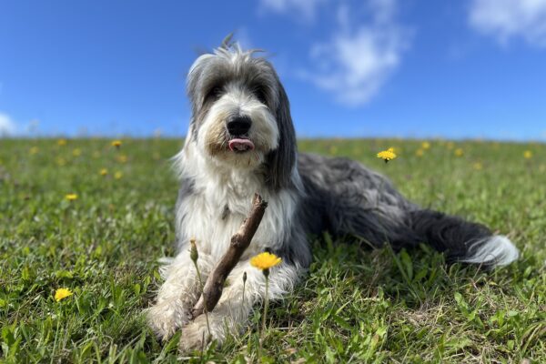 Hundesitting mit Herz - liebevolle Betreuung in vertrauter Umgebung
