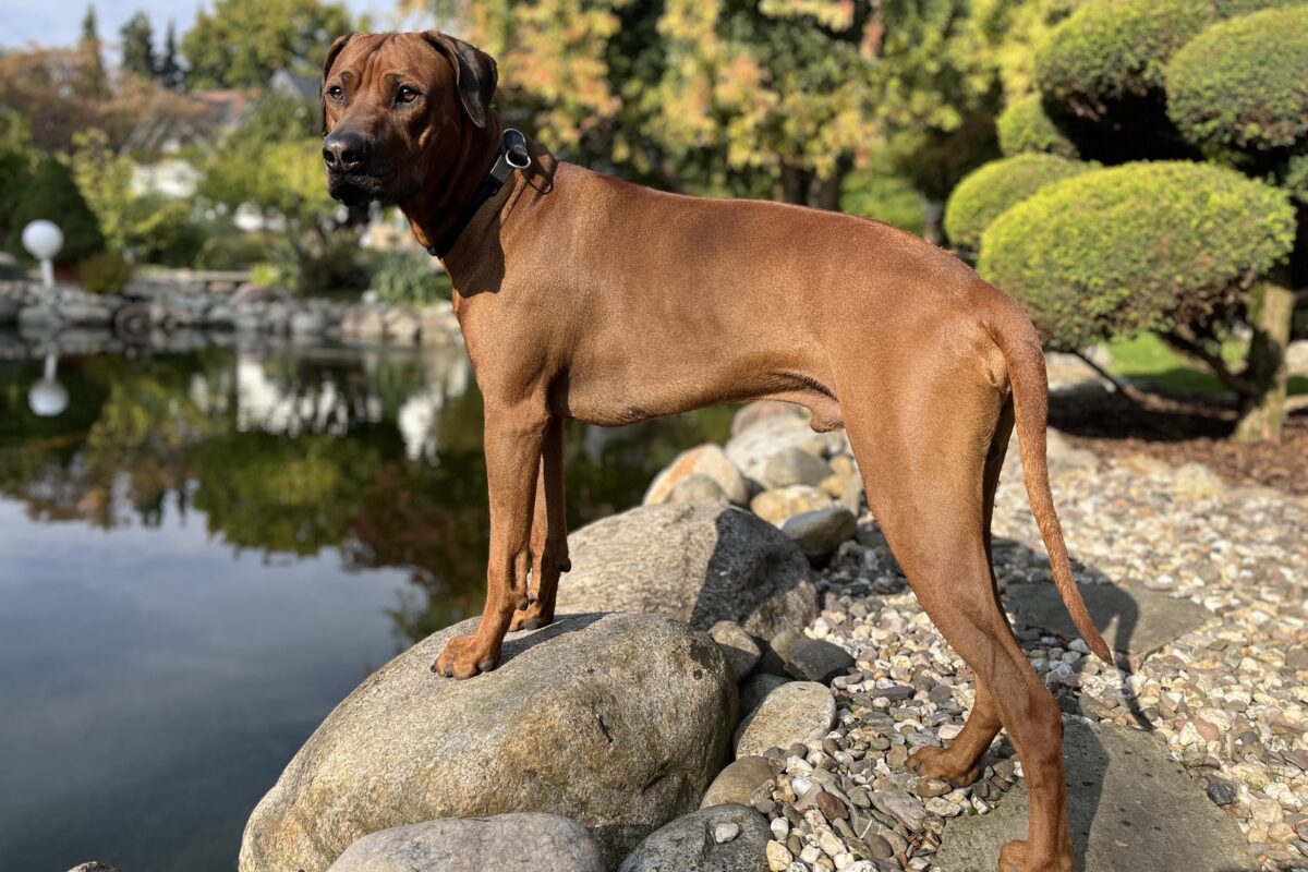 Hundesitting mit Herz - liebevolle Betreuung in vertrauter Umgebung