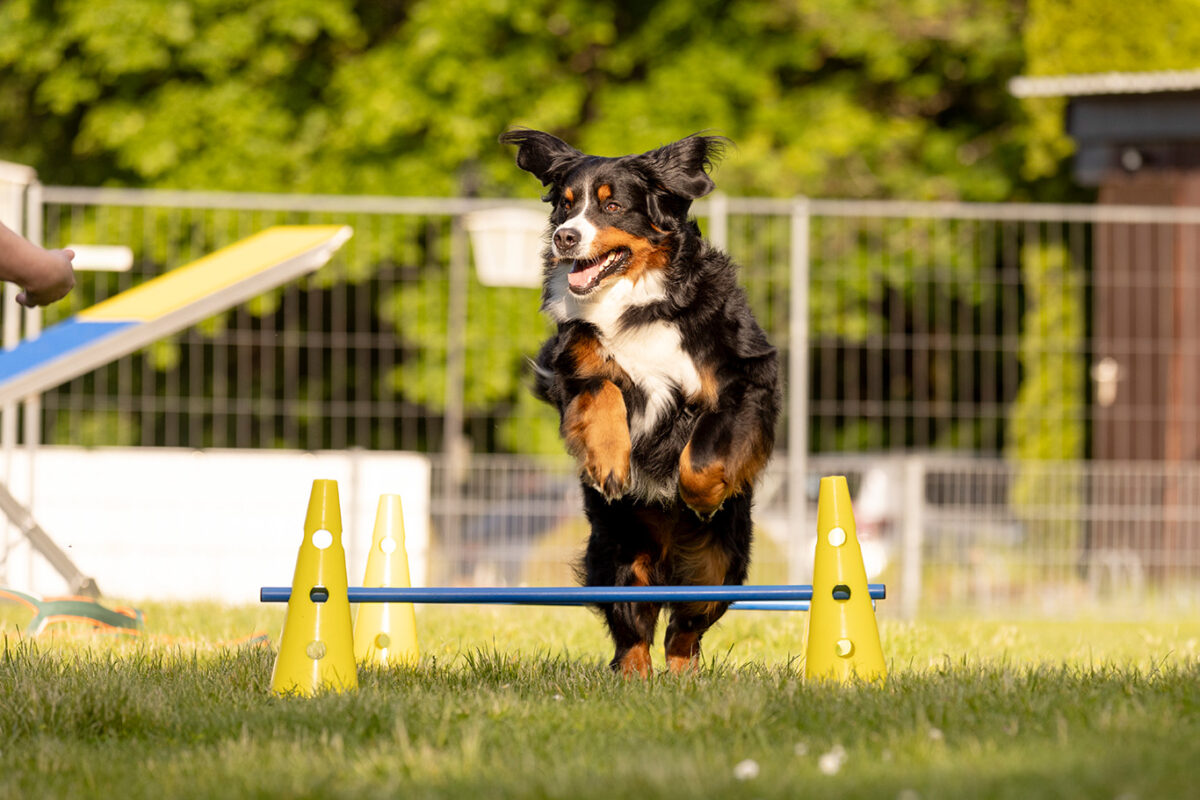 Martin Rütter Hundeschule St. Wendel/Kaiserslautern Kerstin Pirali