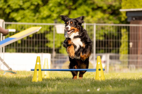 Martin Rütter Hundeschule St. Wendel/Kaiserslautern Kerstin Pirali