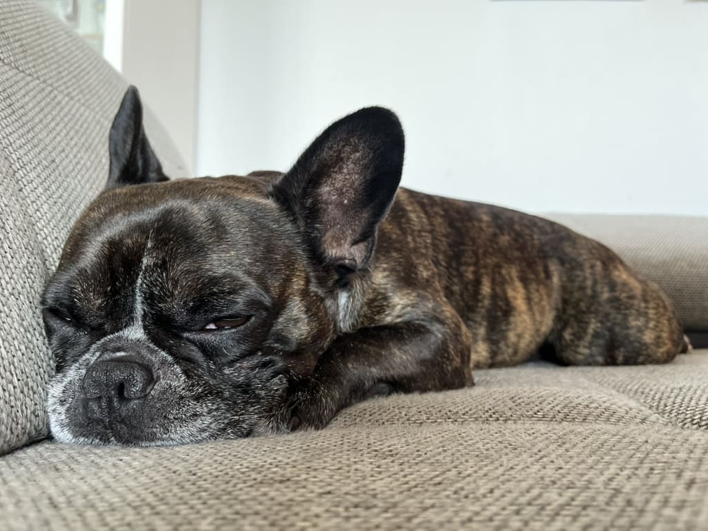 Hundesitting mit Herz - liebevolle Betreuung in vertrauter Umgebung