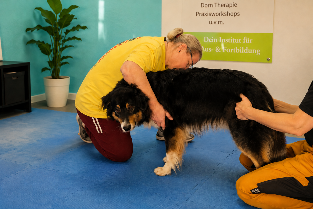 Cathy`s Tierphysio Pfote & Huf