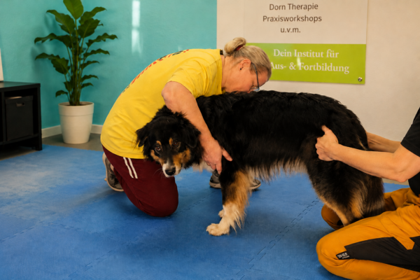 Cathy`s Tierphysio Pfote & Huf