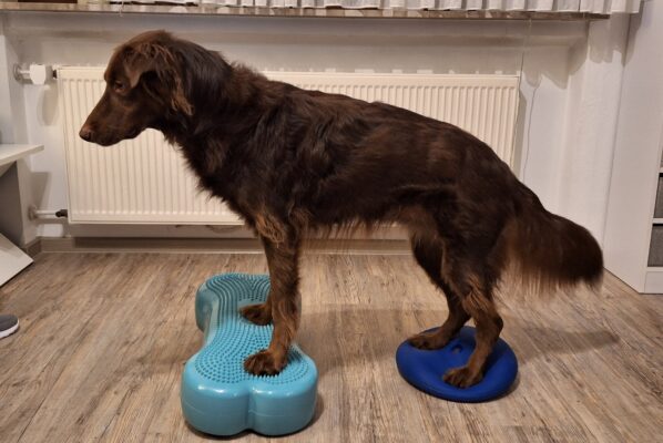 Mobile Tierphysiotherapie Sanfte Pfote