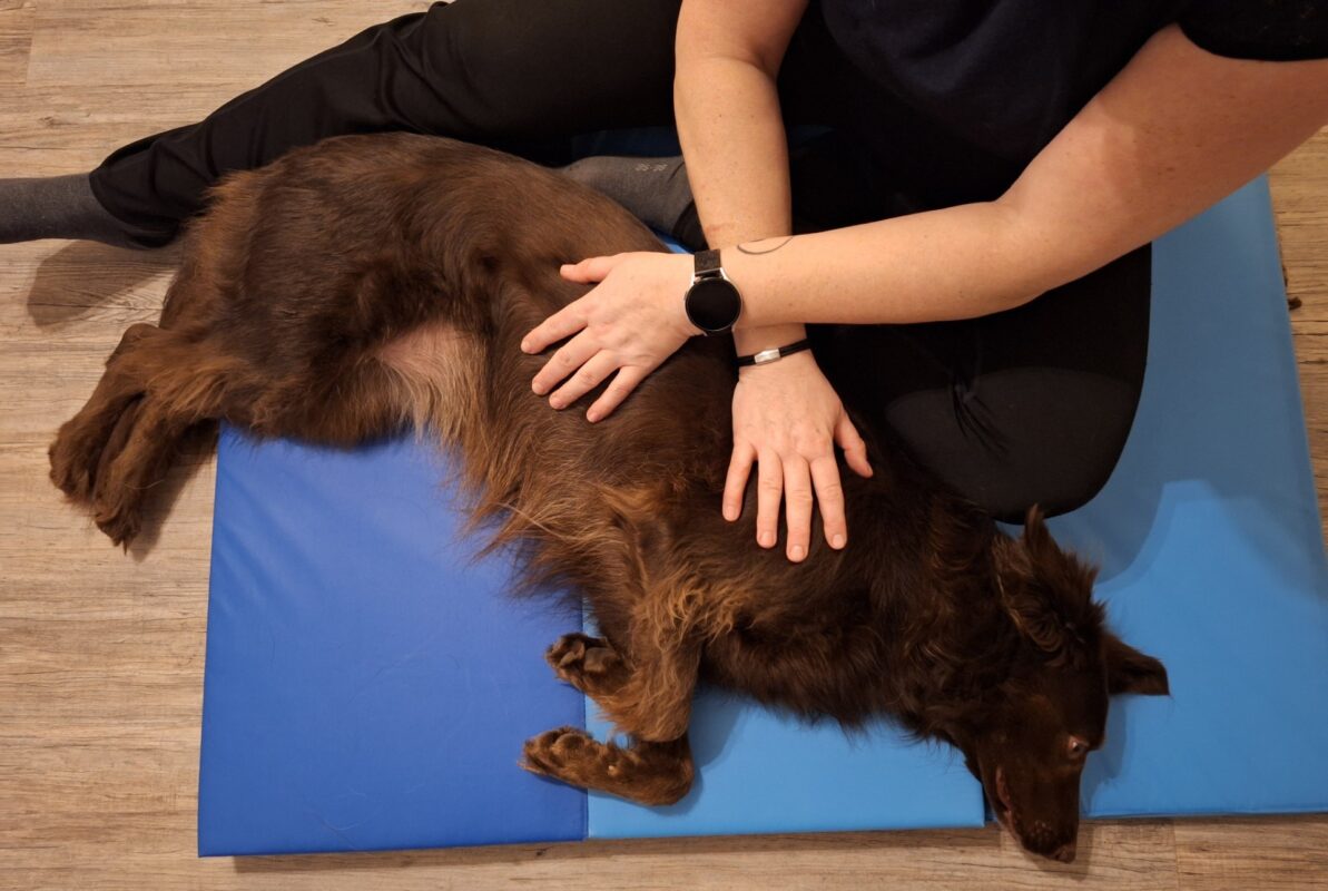 Mobile Tierphysiotherapie Sanfte Pfote