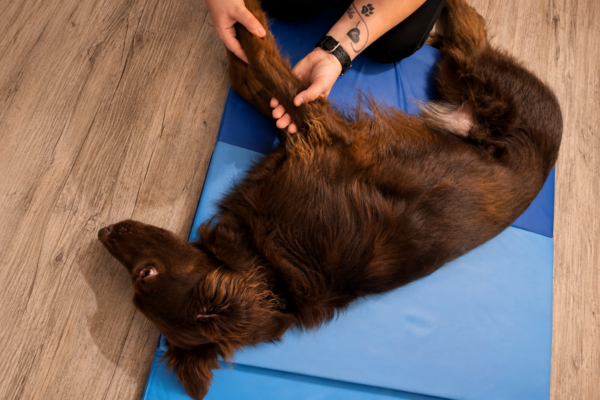 Mobile Tierphysiotherapie Sanfte Pfote