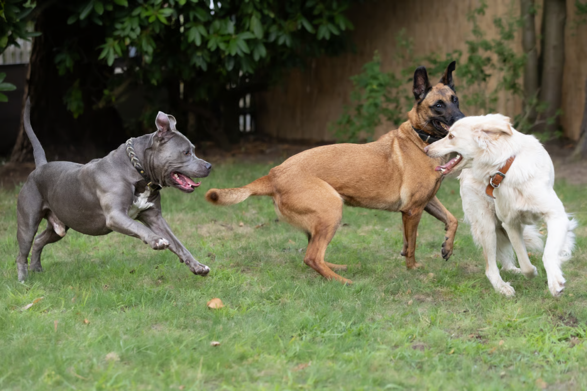 Expertise Hund – Professionelle Mehrtagesbetreuung im Privathaushalt mit Familienanschluss in Haltern am See