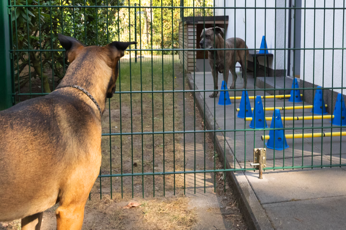 Expertise Hund – Professionelle Mehrtagesbetreuung im Privathaushalt mit Familienanschluss in Haltern am See