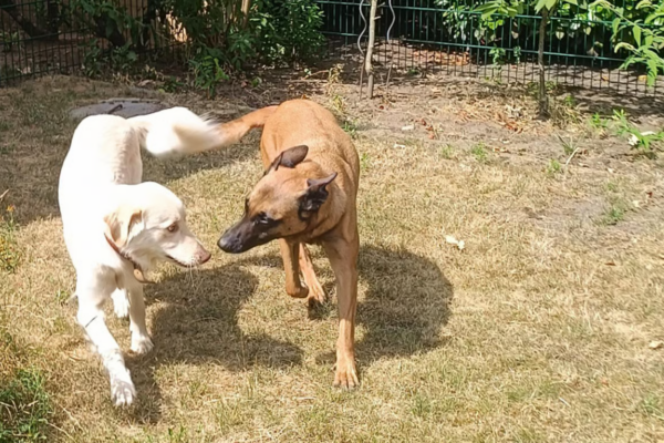 Expertise Hund – Professionelle Mehrtagesbetreuung im Privathaushalt mit Familienanschluss in Haltern am See