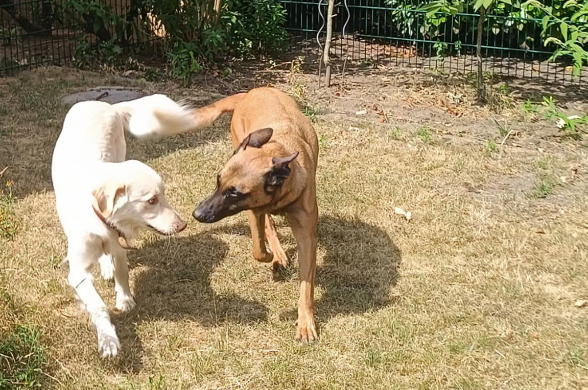 Expertise Hund – Professionelle Mehrtagesbetreuung im Privathaushalt mit Familienanschluss in Haltern am See