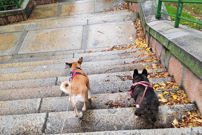 Pfotenfreunde Leipzig - Gassiservice, Hausbesuche, Tagesbetreuung